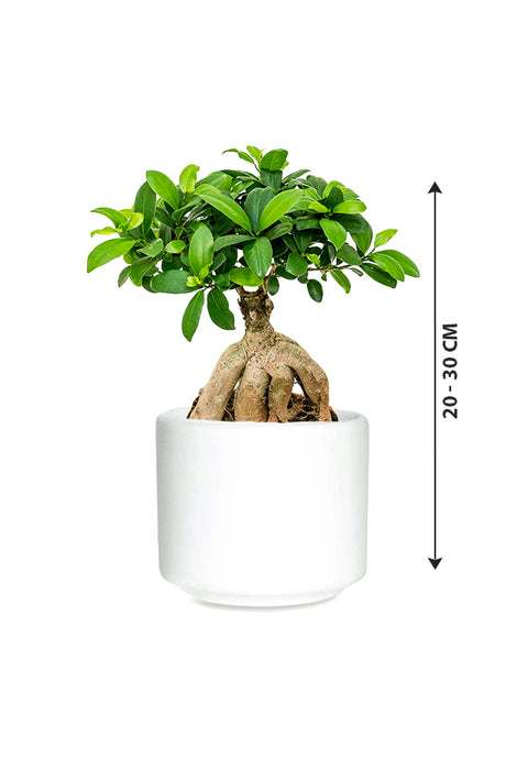 Ginseng Bonsai - Bonsai Plants - Indoor Plant.