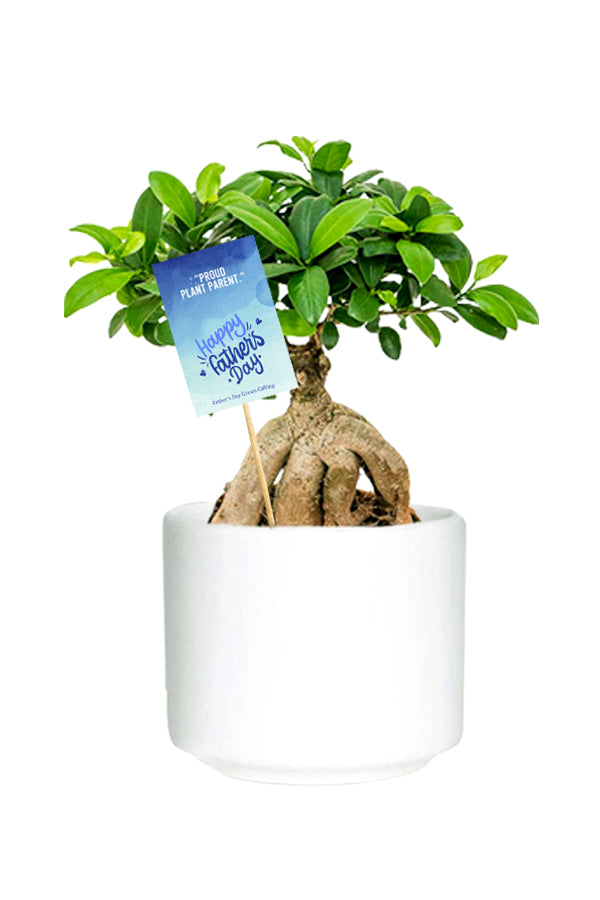 Ginseng Bonsai Indoor Plant – Elegant, Low Maintenance Bonsai Tree for Home Decor