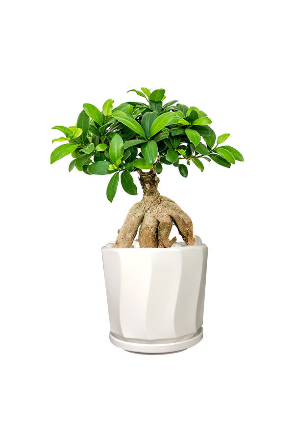 Ginseng Bonsai - Office Table Top Plant
