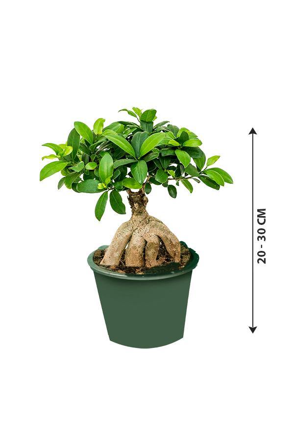 Ginseng Bonsai - Bonsai Plants - Plantsworld.ae - {{ varient.name }}