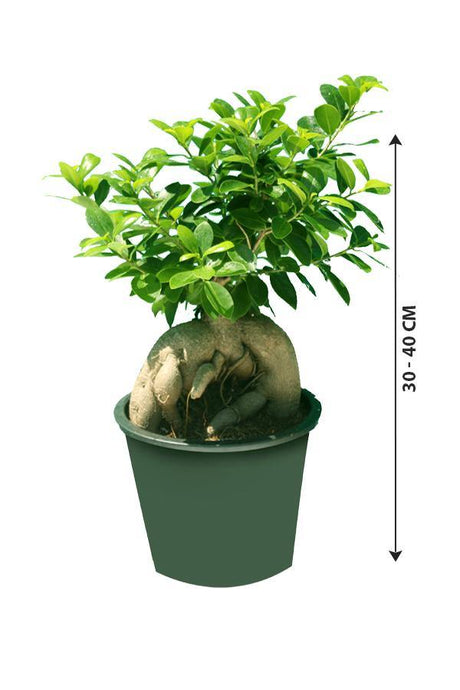 Ginseng Bonsai - Bonsai Plants - Plantsworld.ae - {{ varient.name }}