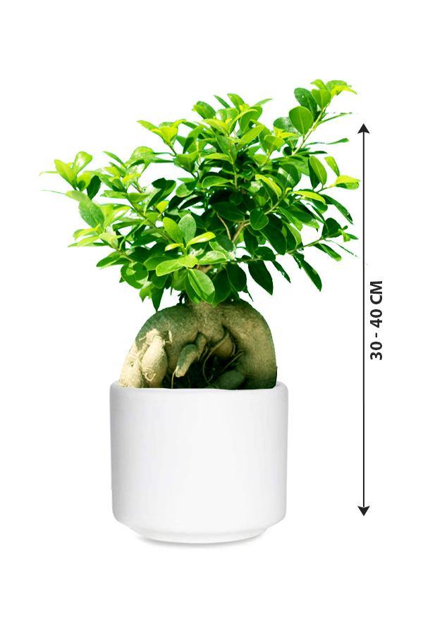 Ginseng Bonsai - Bonsai Plants - Plantsworld.ae - {{ varient.name }}