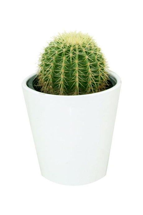 Golden Barrel Cactus Outdoor-Echinocactus Grusonii - Plantsworld.ae - {{ varient.name }}
