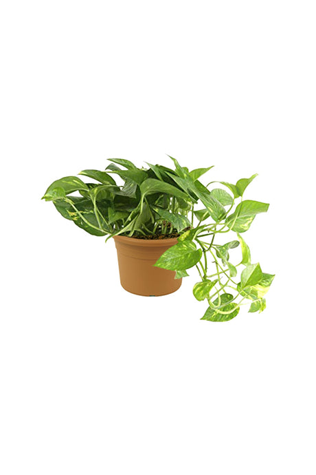 Golden Pothos - Scindapsus Aureus - Devil's Ivy