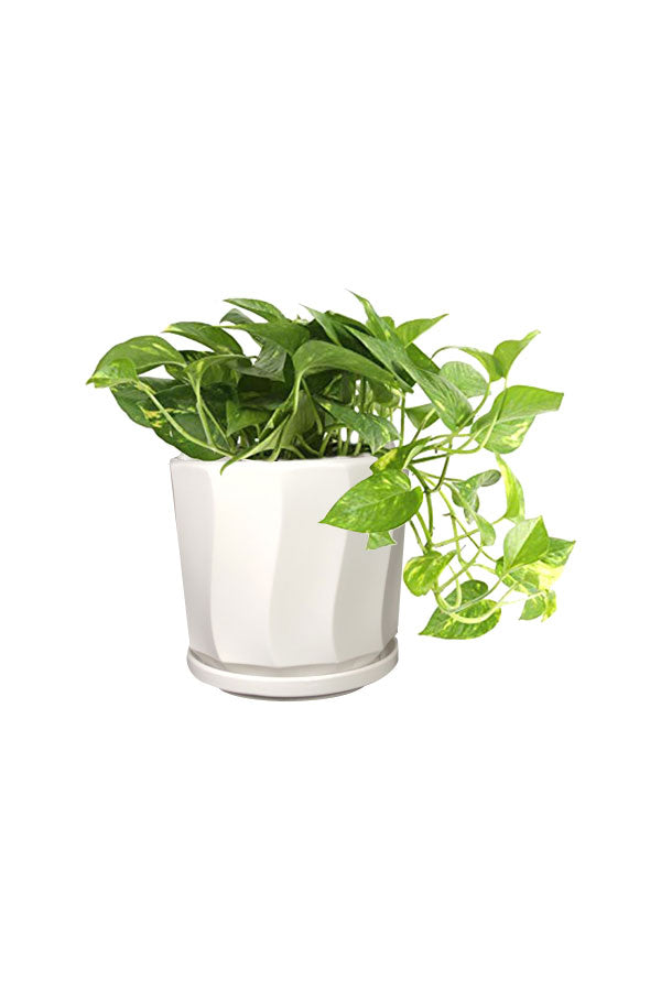 Golden Pothos Office Table Top Plant – Indoor Air-Purifying Plant for Home or Office