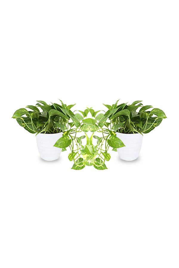 Buy One Get One Free - Golden Pothos (Scindapsus Aureus), a trailing indoor plant with lush green and golden variegated leaves, perfect for home or office decor.