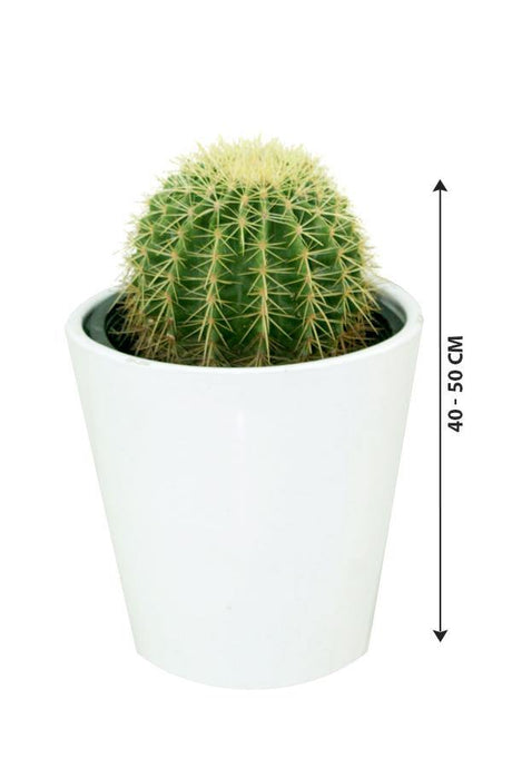 Golden Barrel Cactus Outdoor-Echinocactus Grusonii - Plantsworld.ae - {{ varient.name }}