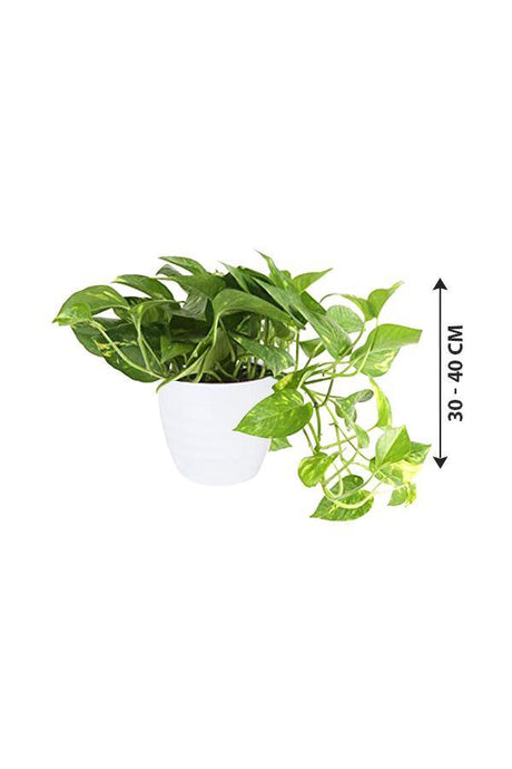 Golden Pothos - Scindapsus Aureus - Devil's ivy - Plantsworld.ae - {{ varient.name }}