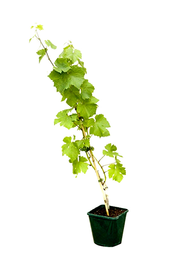 Grape Vine Vitis Vinifera Outdoor Plant – Fresh Grapes for Your Garden or Backyard.