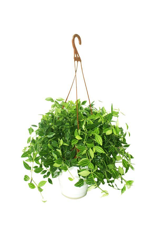 Green Leaf Peperomia in pot – compact air-purifying indoor plant with round green leaves, perfect for tabletops and office desks.