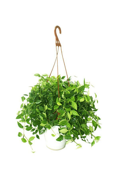 Green Leaf Peperomia in pot – compact air-purifying indoor plant with round green leaves, perfect for tabletops and office desks.