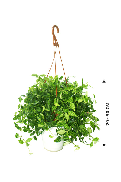 Green Leaf Peperomia - Air Purifier Plant