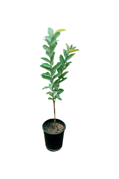 Guava Tree Psidium Guajava Outdoor Fruit Plant - Healthy and Delicious Guava Fruits | PlantsWorld.ae