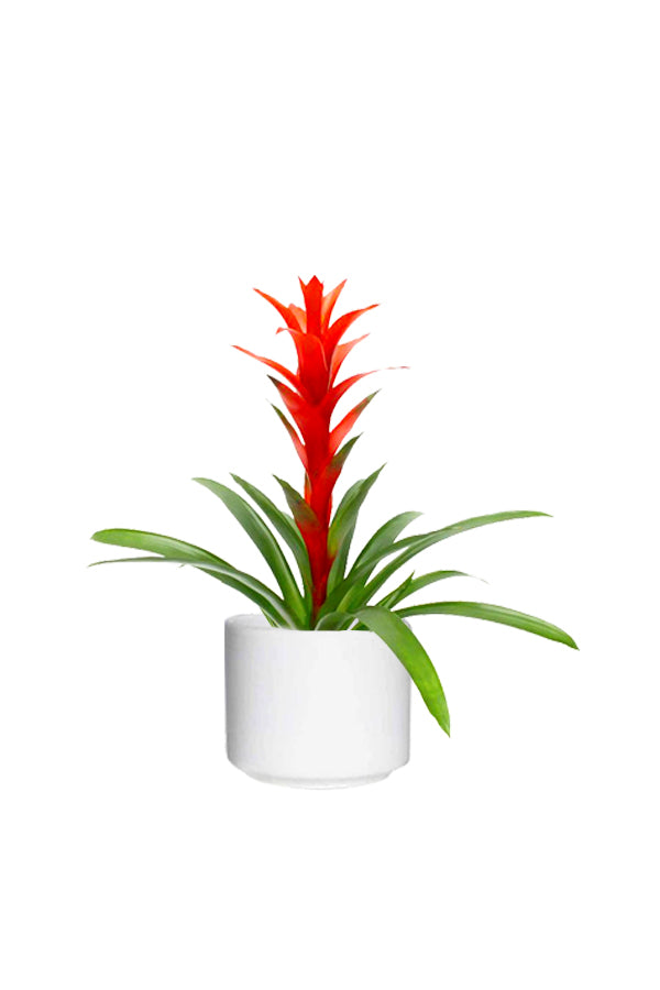 Guzmania - Prized Flowering Houseplant