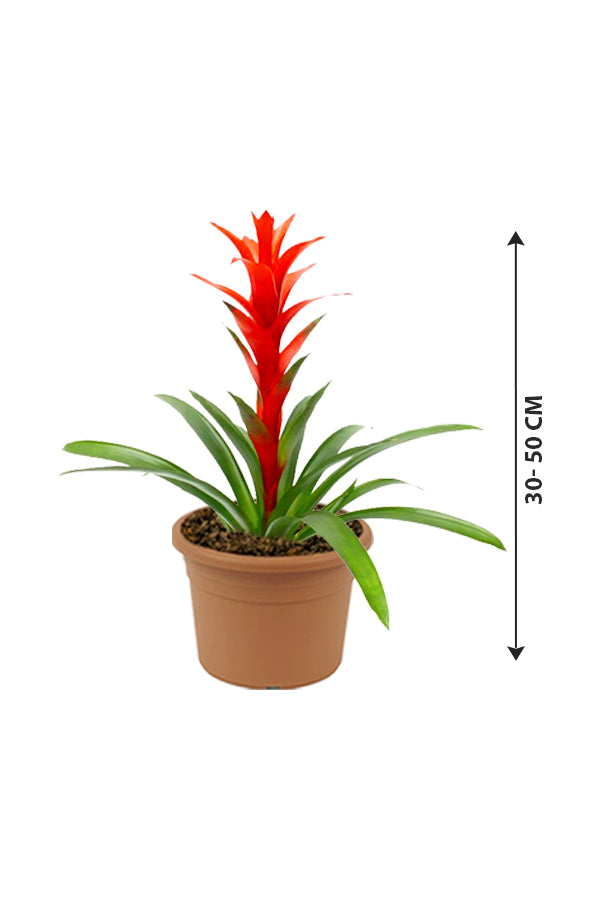 Guzmania - Prized Flowering Houseplant