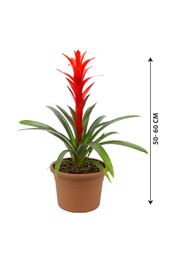 Guzmania - Prized Flowering Houseplant