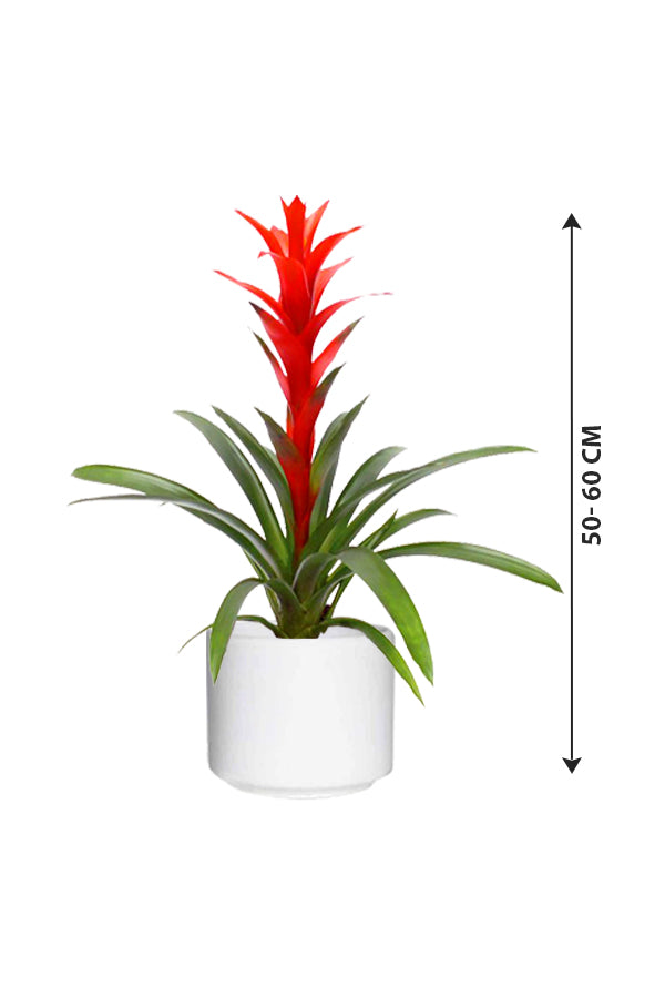 Guzmania - Prized Flowering Houseplant