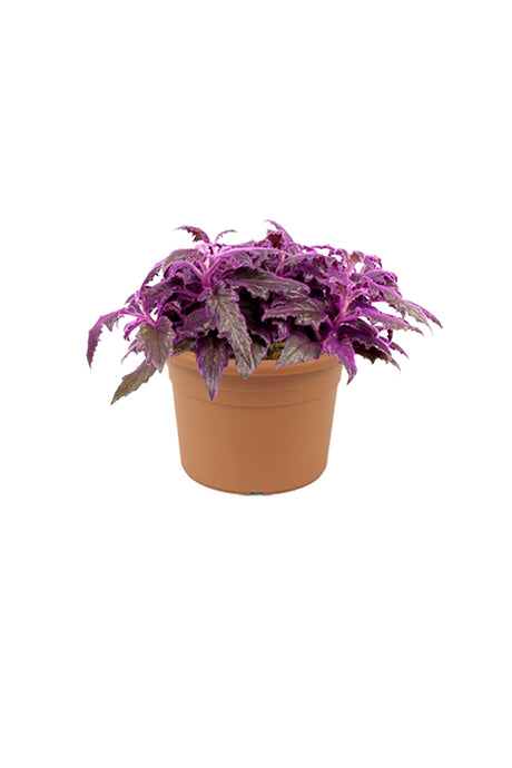 Gynura Aurantiaca - Purple Passion