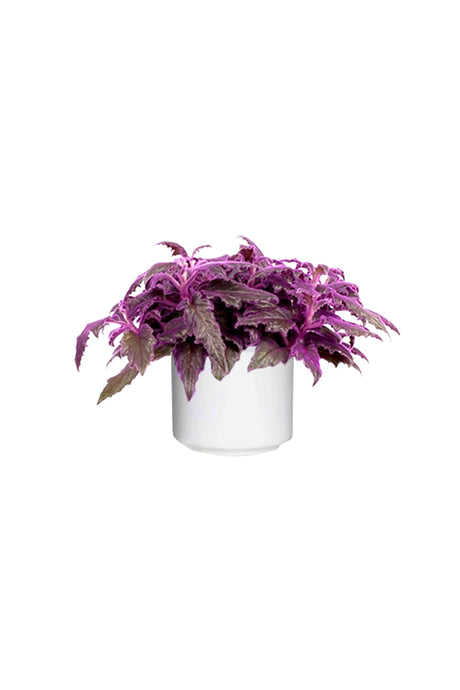 Gynura Aurantiaca Purple Passion Velvet Indoor Plant with Deep Purple Foliage