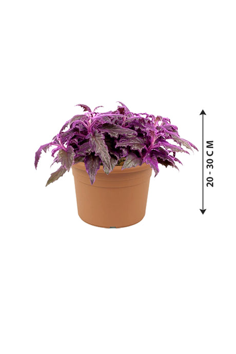 Gynura Aurantiaca - Purple Passion