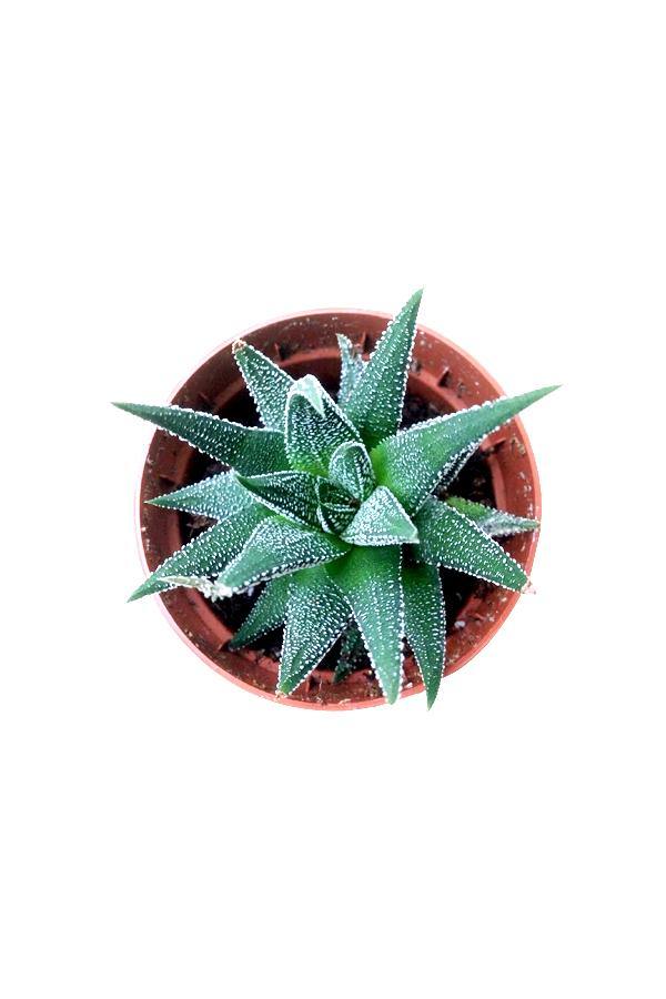 Haworthia Dwarf Aloe Vera Succulent in Decorative Pot for Indoor Spaces