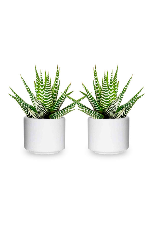 Buy One Get One- Haworthia Wide Zebra - Aloe Vera Indoor Plant