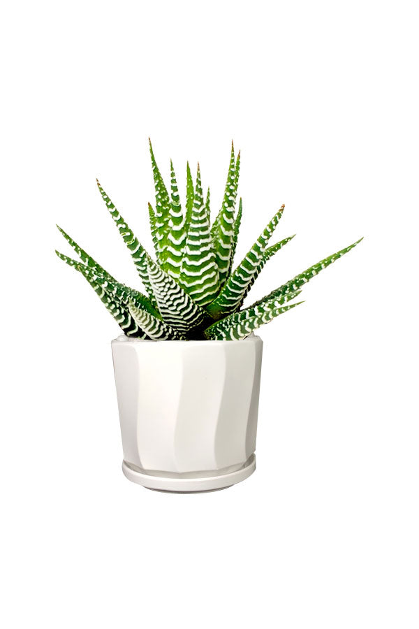 Haworthia Wide Zebra - Office Table Top Plant