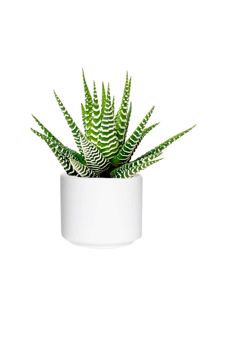 Haworthia Wide Zebra Succulent with Bold White Stripes in Decorative Pot