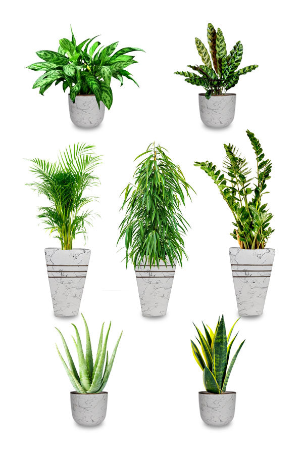 Silver Combo Package-Health Club