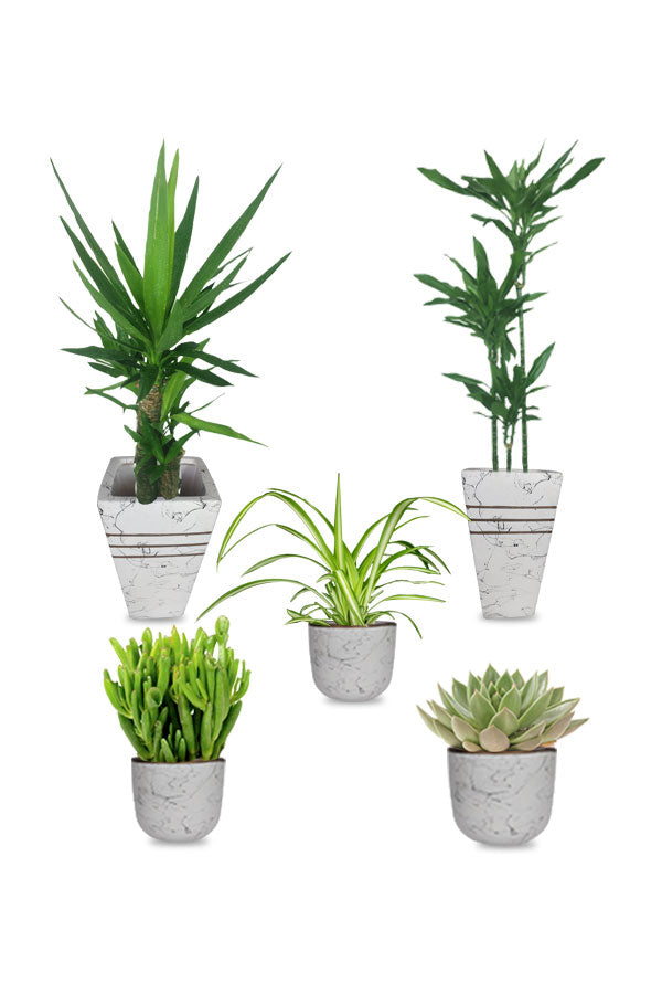 Premium Combo Package-Health Club