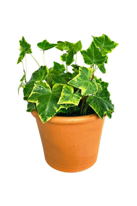 Hedera Helix Variegated - English Ivy - Plantsworld.ae - {{ varient.name }}