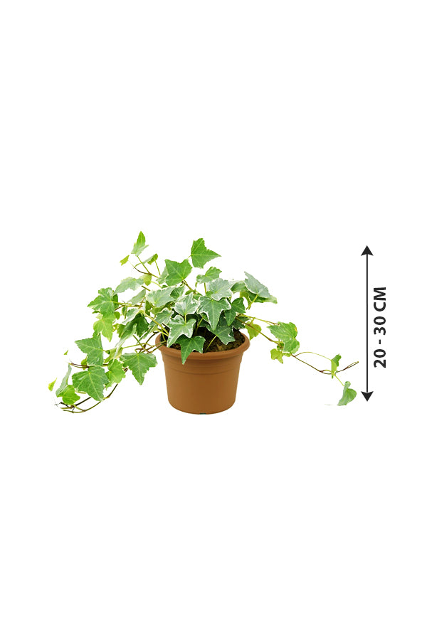 Hedera Helix - English Ivy