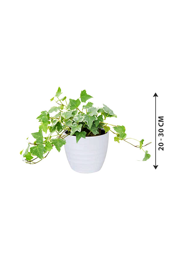Hedera Helix - English Ivy