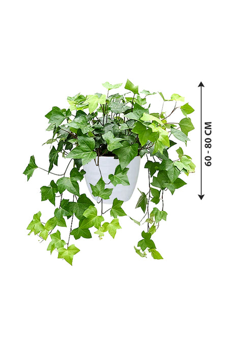 Hedera Helix Variegated - English Ivy