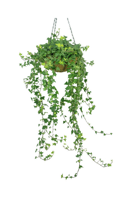 Hedera Bushy Plant - English Ivy