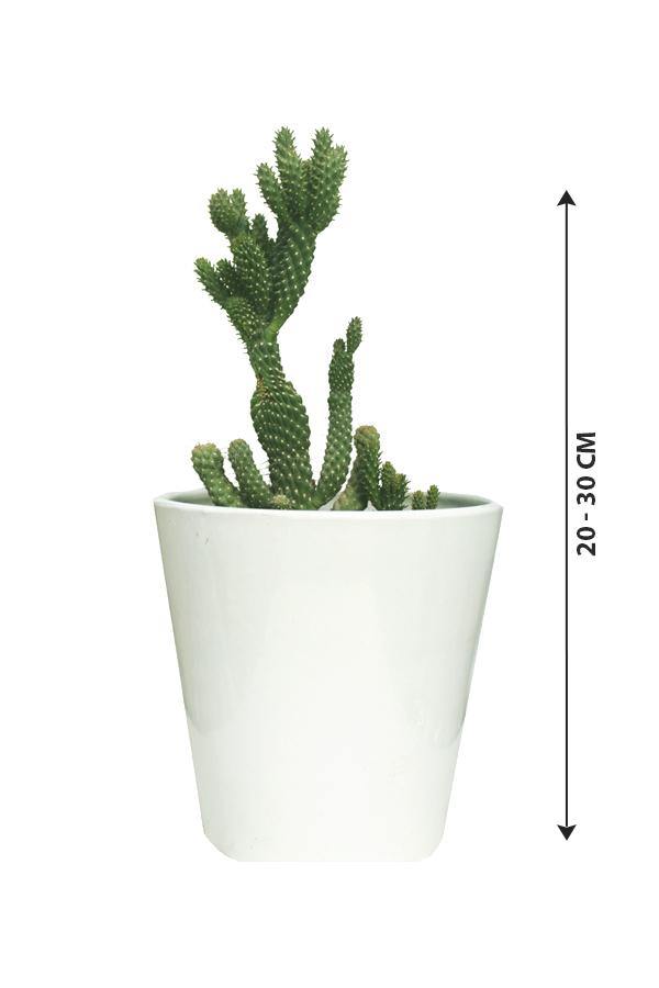 Hedgehog Cactus-Echinocereus - Hedgehog Cactus-Echinocereus - Plantsworld.ae