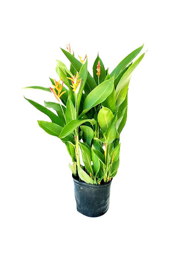 Heliconia Olympic Dream - Heliconia psittacorum - Plantsworld.ae - {{ varient.name }}