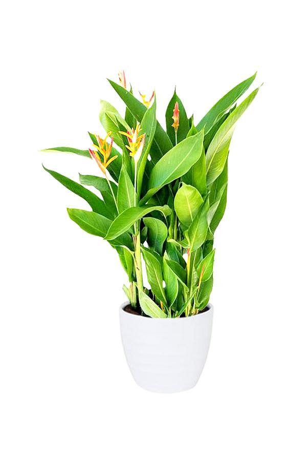 Heliconia Olympic Dream - Heliconia psittacorum - Plantsworld.ae - {{ varient.name }}