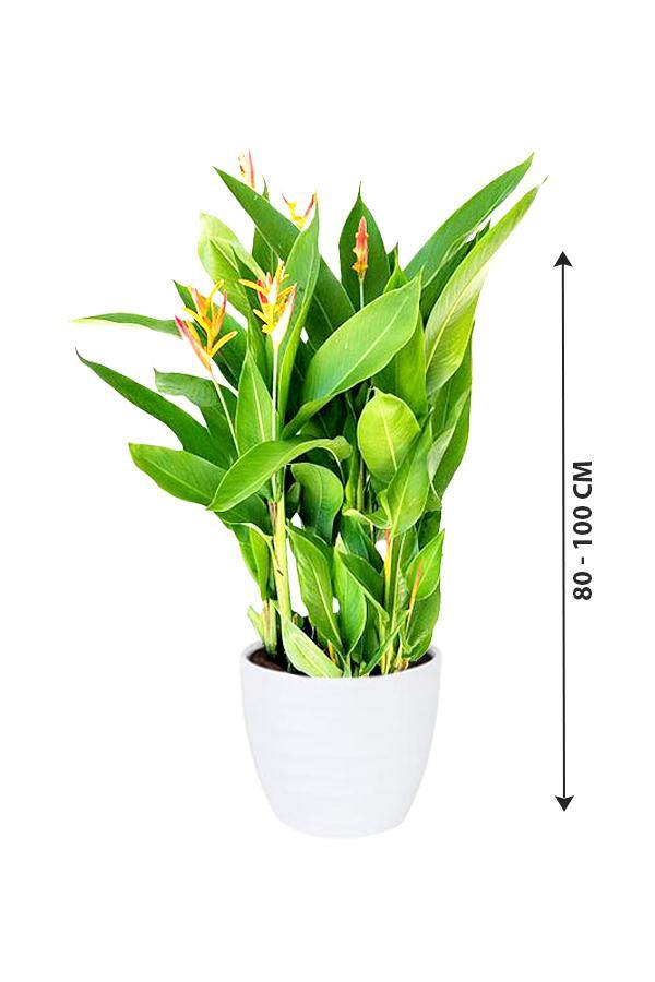 Heliconia Olympic Dream - Heliconia psittacorum - Plantsworld.ae - {{ varient.name }}