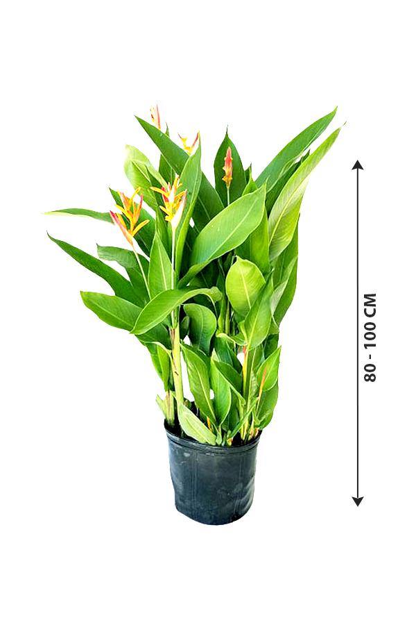 Heliconia Olympic Dream - Heliconia psittacorum - Plantsworld.ae - {{ varient.name }}