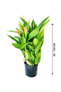 Heliconia Olympic Dream - Heliconia psittacorum - Plantsworld.ae - {{ varient.name }}