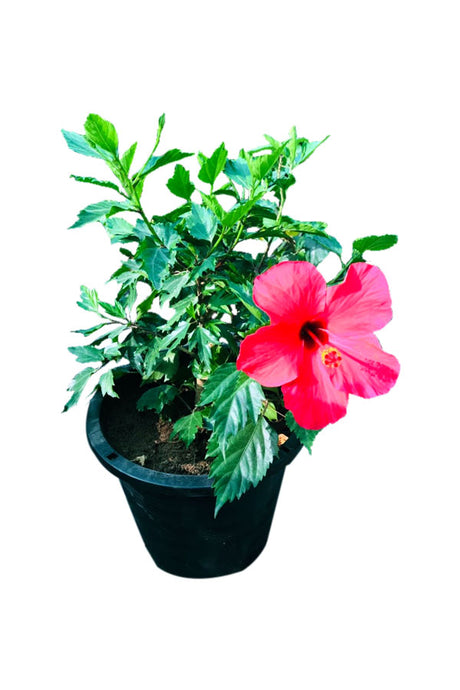 Hibiscus - Malvaceae Outdoor Flowering Plant with Bright, Vibrant Blooms.