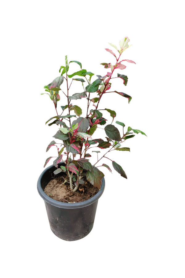 Hibiscus Variegated - Outdoor Flowering Plant with Vibrant Blooms and Striking Foliage