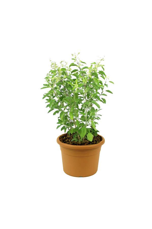 Holy Basil Tulasi-Ocimum Tenuiflorum - Holy Basil Tulasi-Ocimum Tenuiflorum - Plantsworld.ae