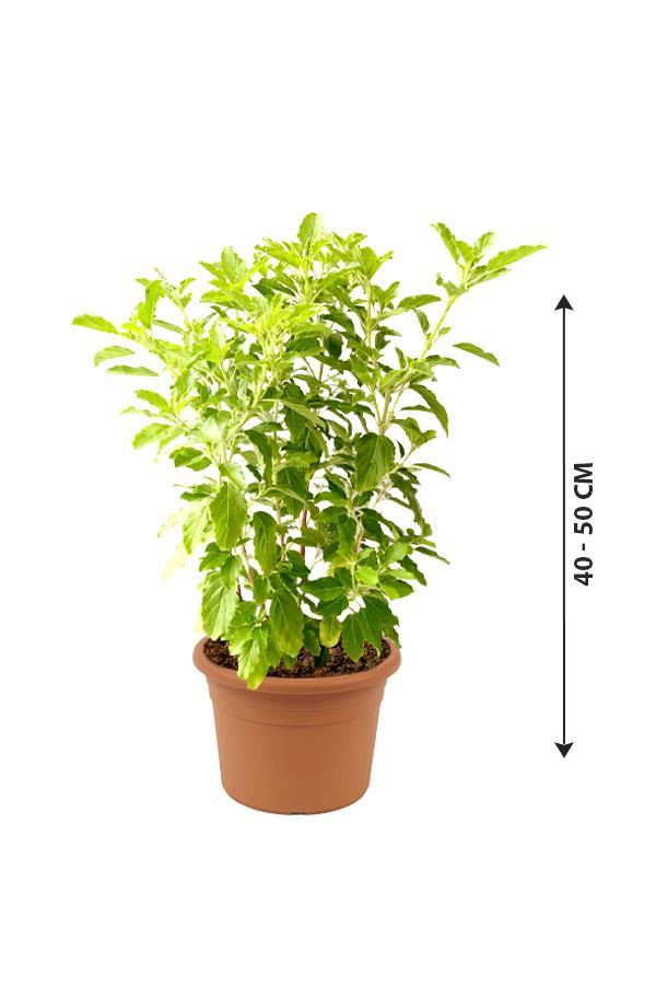 Holy Basil Tulasi-Ocimum Tenuiflorum - Holy Basil Tulasi-Ocimum Tenuiflorum - Plantsworld.ae