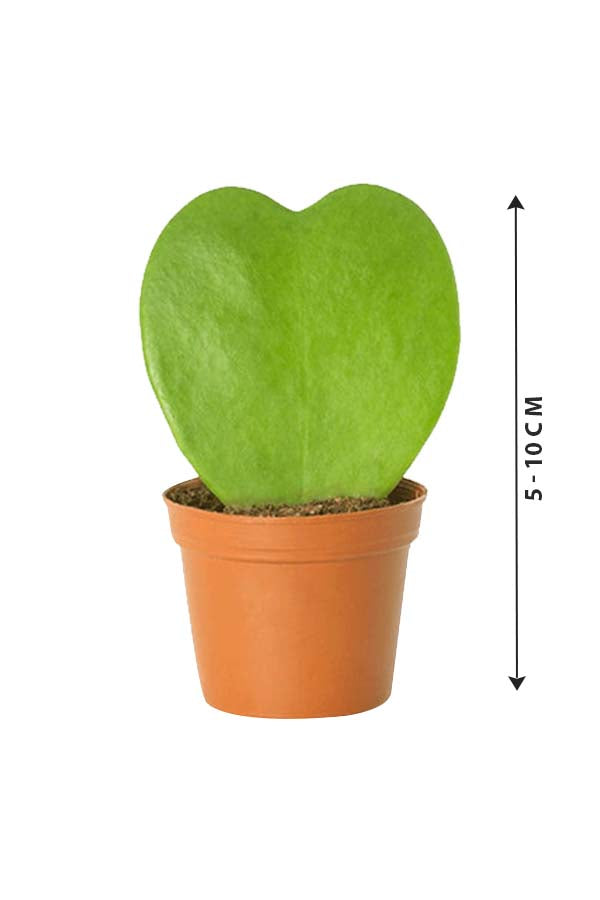 Hoya Kerrii - Valentine Plants