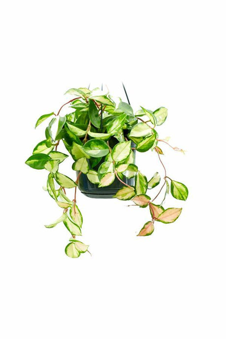 Hoya Variegated Wax Plant with Green and Cream Leaves