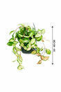 Hoya Variegated - Wax Plant - Plantsworld.ae - {{ varient.name }}