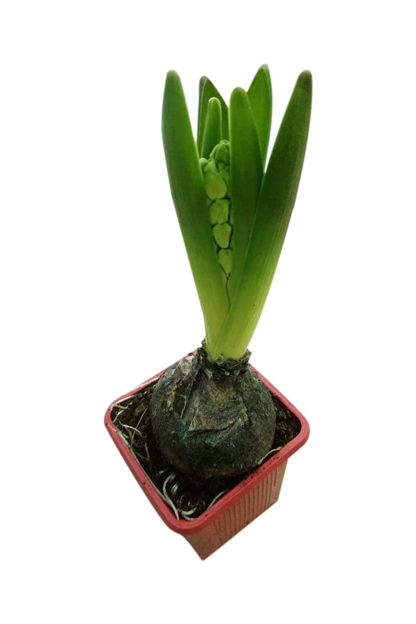 Hyacinth - Hyacinthus Bulb - Oxalis Tetraphylla