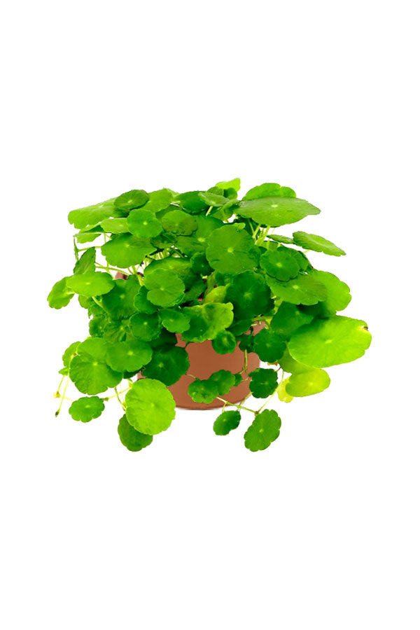 India Pennywort -Centella asiatica